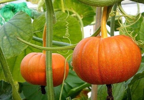 吃大瓜素材,那些年我们吃过的“大瓜”事件