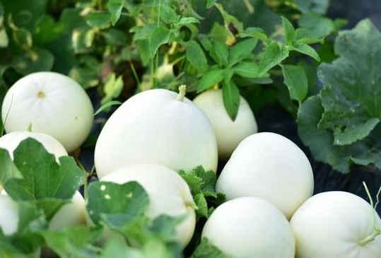 早上吃三白瓜好吗,健康美味新选择