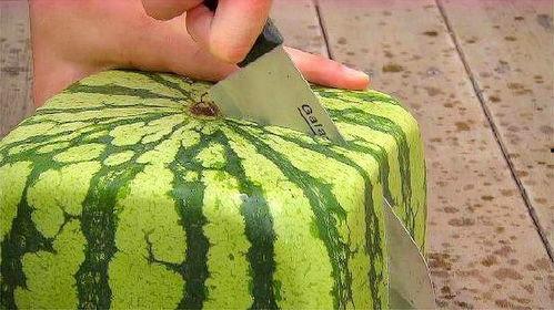 瓜切开后多久吃,瓜切开后最佳食用时间揭秘