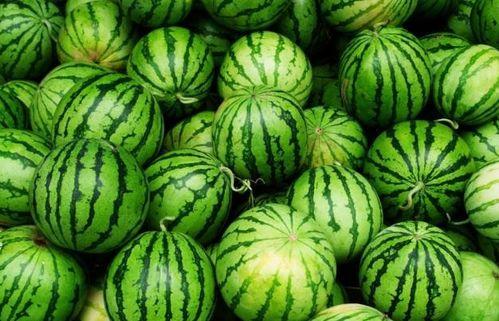 吃瓜都吃什么瓜,揭秘吃瓜族的最爱瓜种