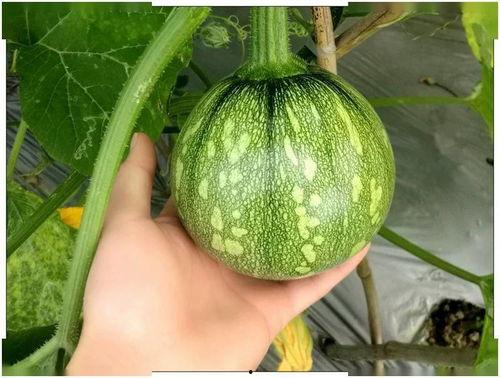 小煤球吃瓜,揭秘瓜果世界的奇妙之旅