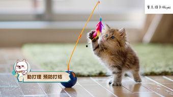 吃瓜直播紫色猫造型,吃瓜直播界的时尚新宠