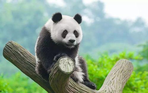 带你吃瓜之熊猫,一场味蕾与国宝的邂逅